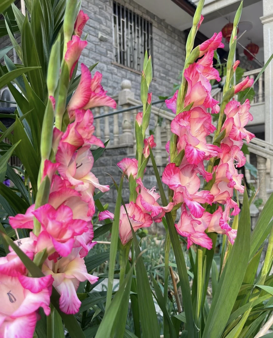 [草莓蛋糕唐菖蒲] 110口径盆 剑兰切花多年生四季开花卉植物高杆
