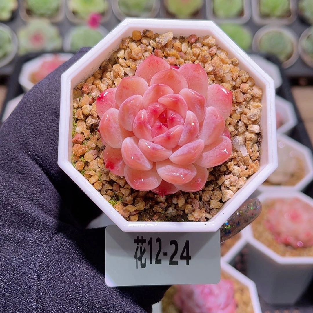 花利美12-24秘境冰魄