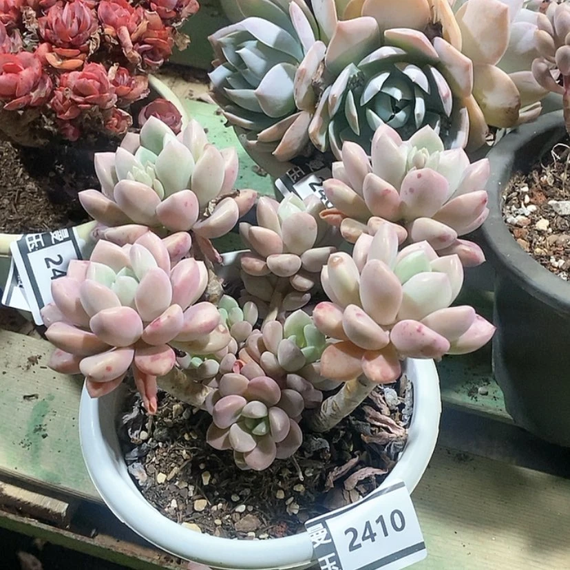 【闪购商品】花斑鹿2410