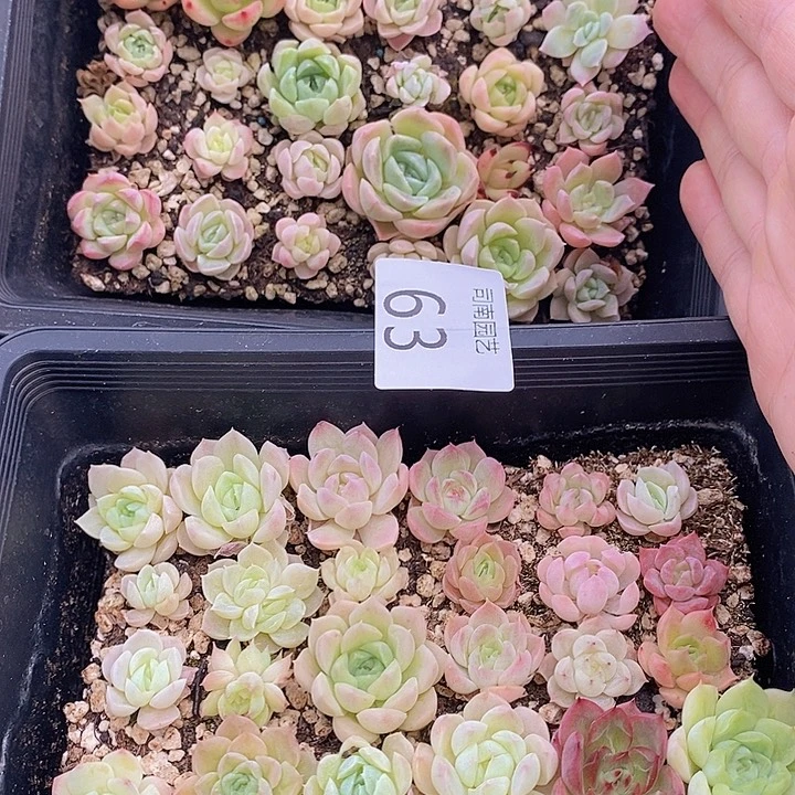 63 多肉植物盆栽花卉
