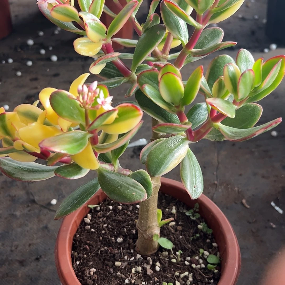 “***”稀有三色花月变异锦带土球5776