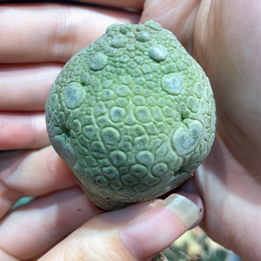 4cm实生灵缇玉1颗