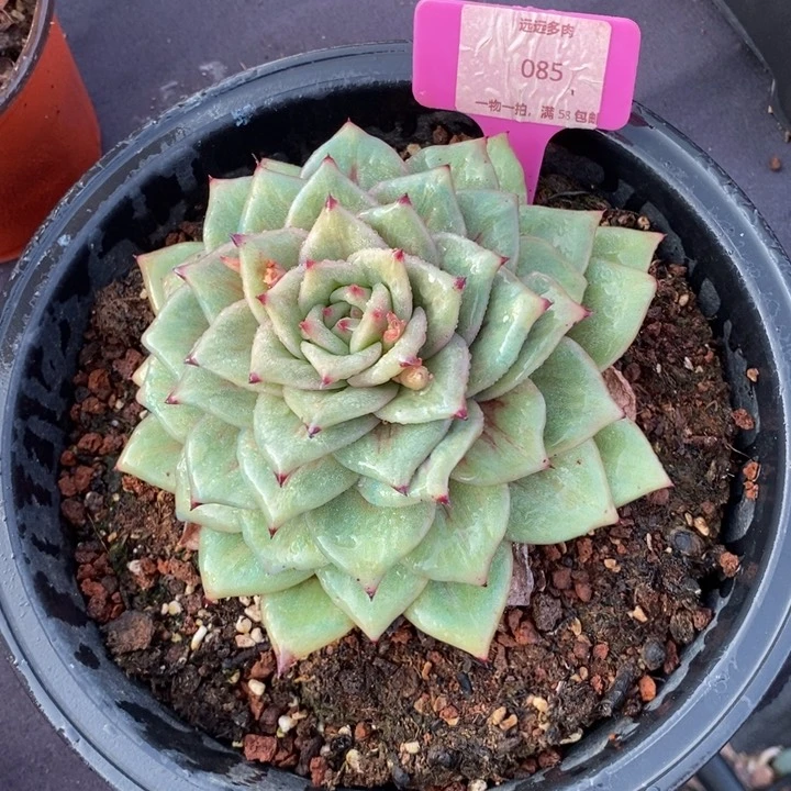 085蔷薇玛丽亚锦单头肉肉肉肉