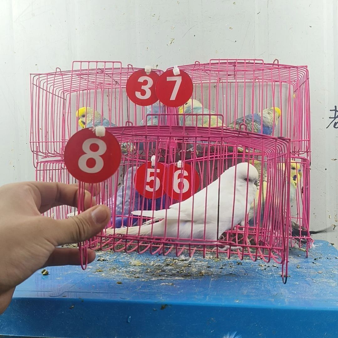 虎皮鹦鹉大头鹦鹉