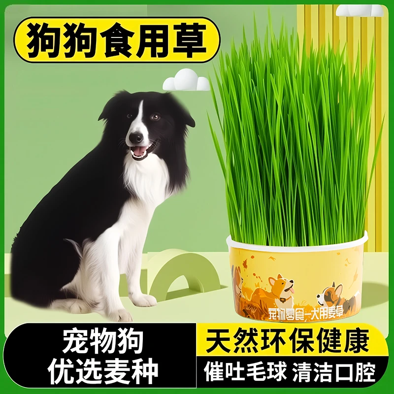 狗狗专用狗草宠物狗狗可以吃的草排毛球化毛草狗狗食用草牙齿清洁