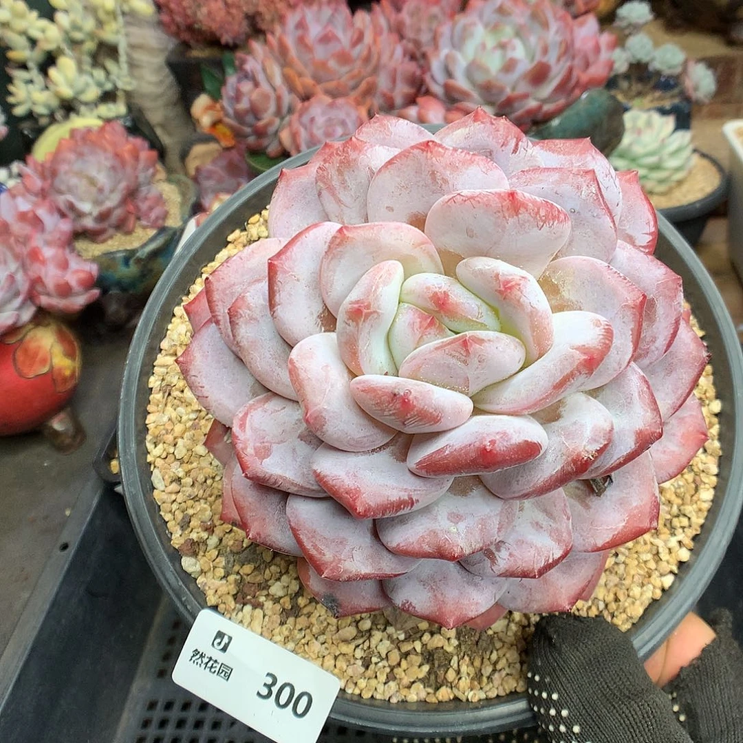 300蒙克多肉植物6666