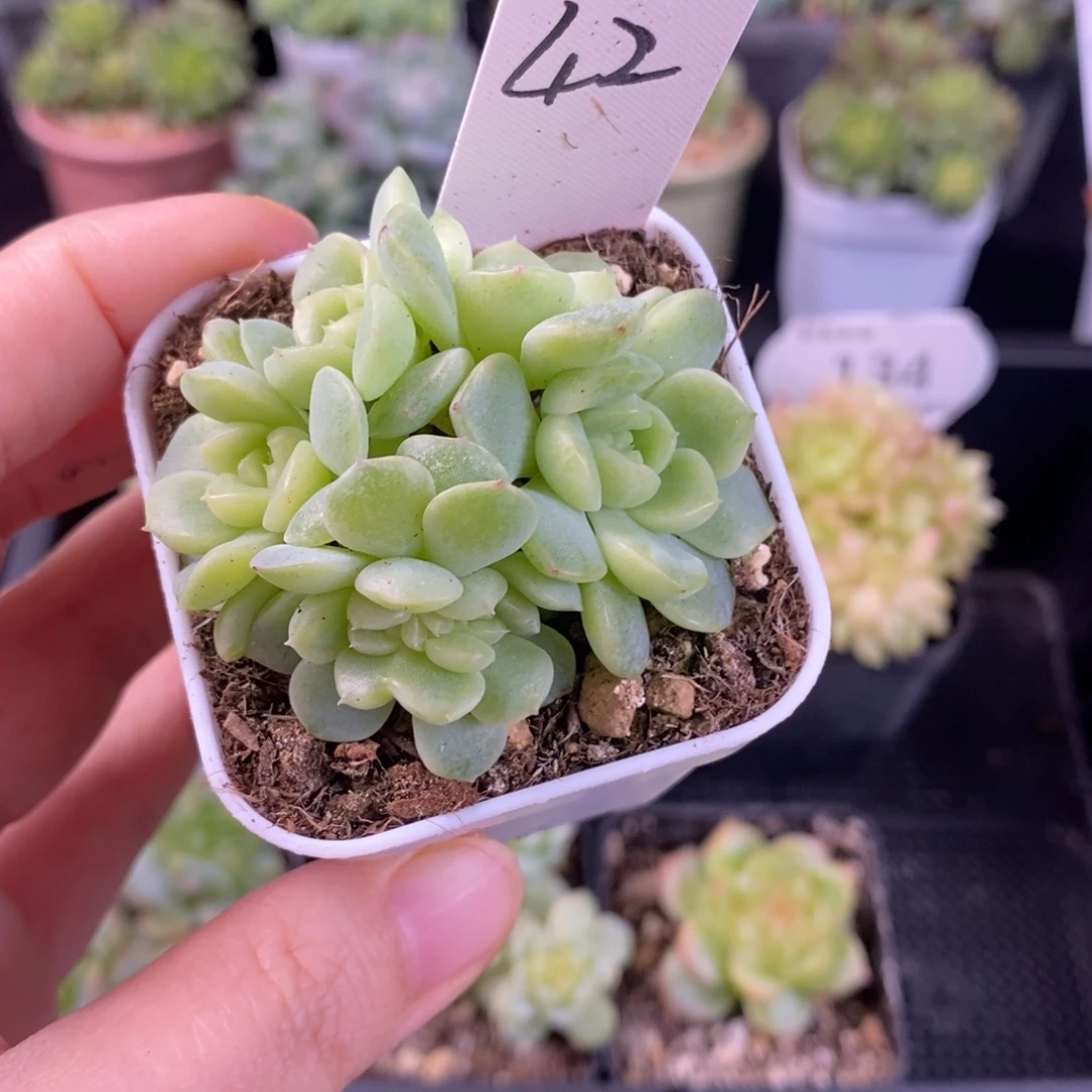 詩****诗琦一颗纸鸢群生