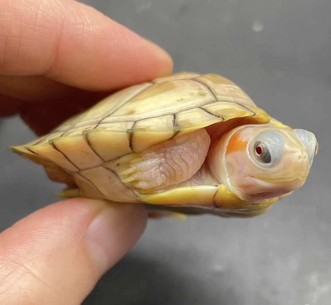 宠物龟变异巴西龟【直播专用】