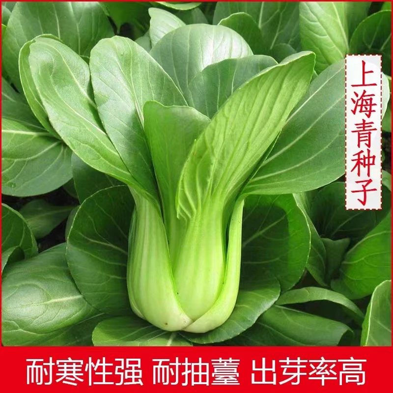 上海青种子四季小青菜菜种子矮杆青梗小青菜籽蔬菜籽盆栽阳台庭院