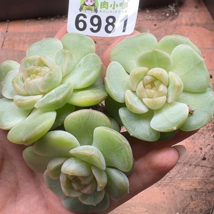 泡***x多肉植物多肉植物