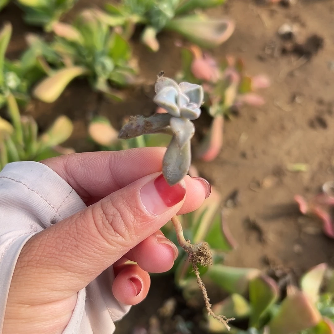 *****多肉植物运费多肉