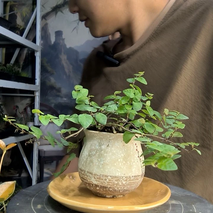花*中青园艺一物一拍75