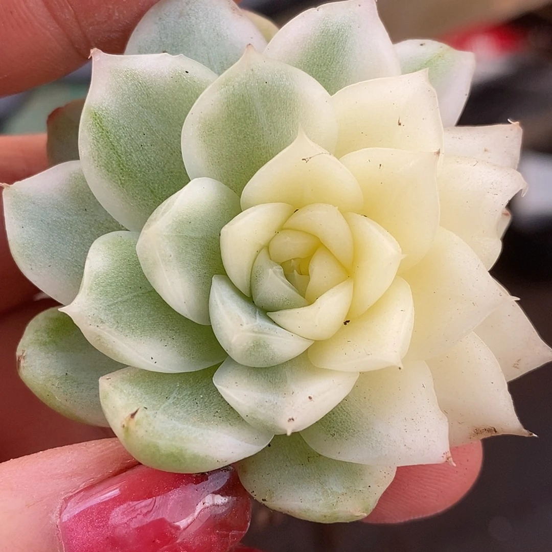 麦秆哈哈哈哈哈哈哈