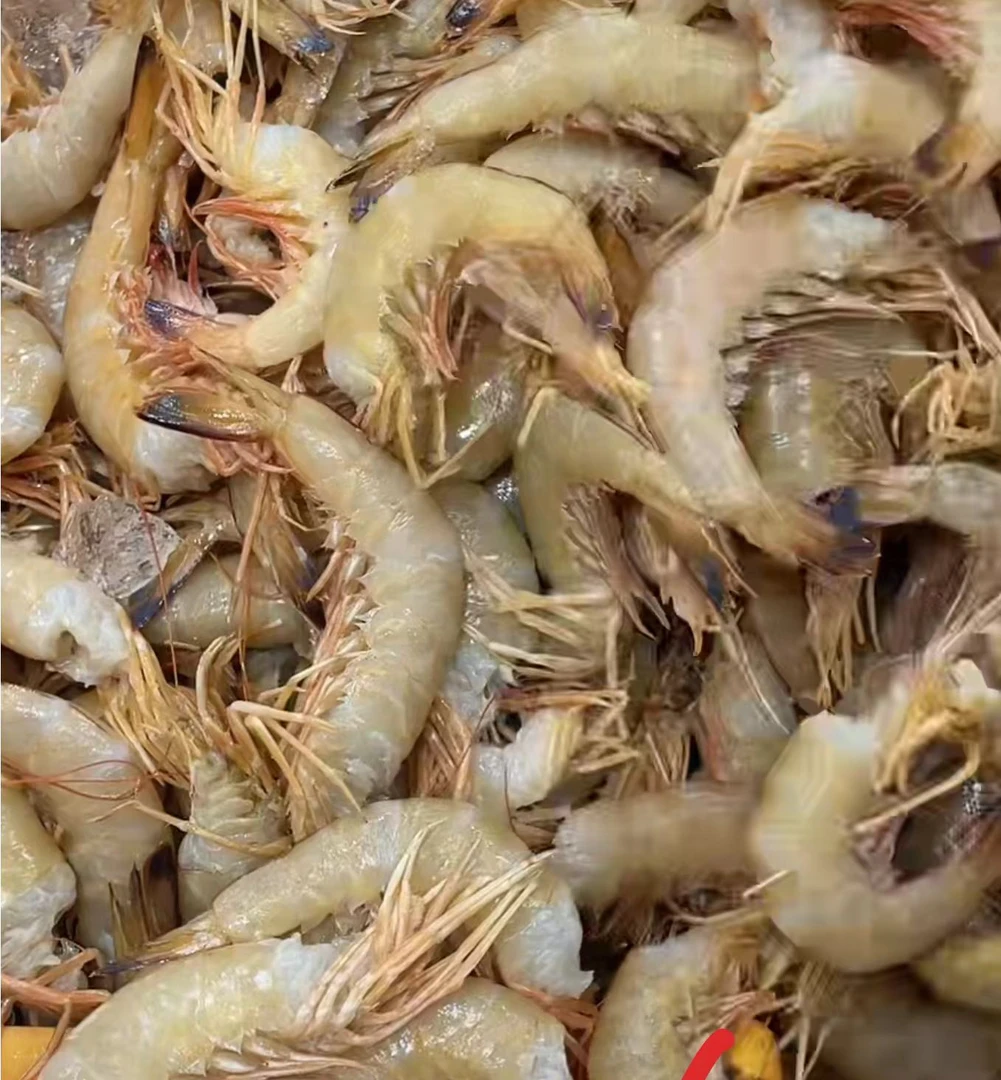 【去头蓝尾虾】新鲜去头蓝尾虾 肉质鲜美