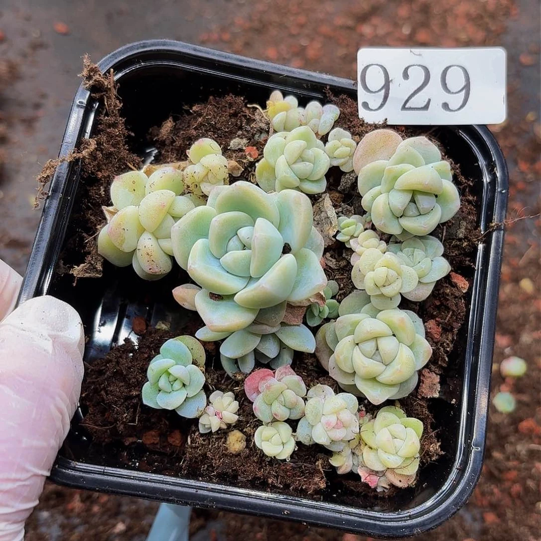多肉植物多肉植物929