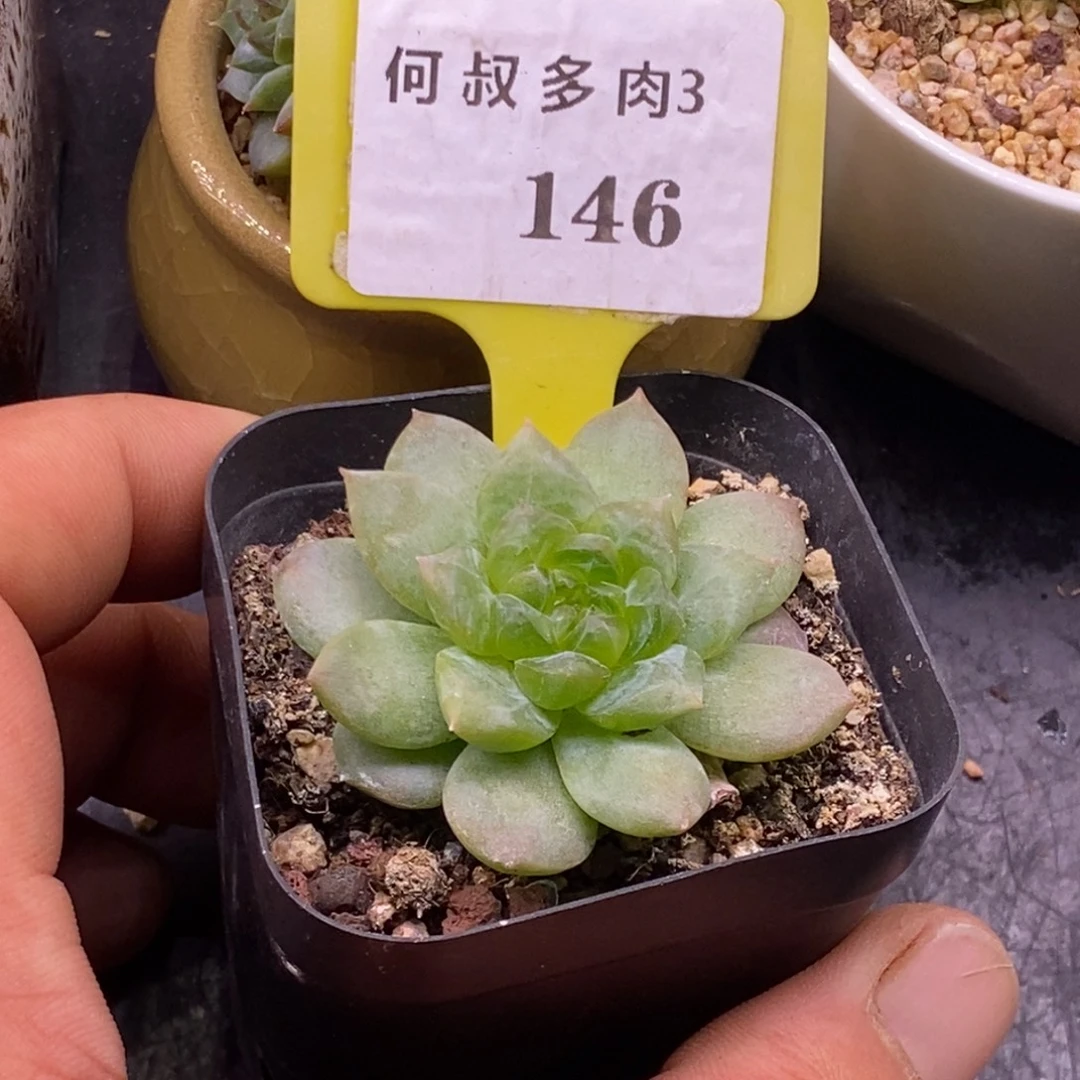 3146绿透体，珍妮多肉