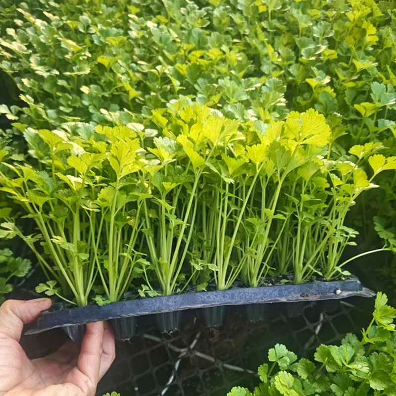 阳台菜园芹菜苗子四季可种植一次种植多次采收简单种植成活率高