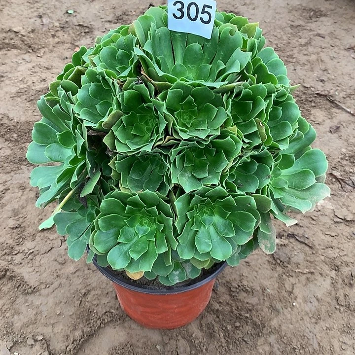 无花朵305绿杨蓉多肉