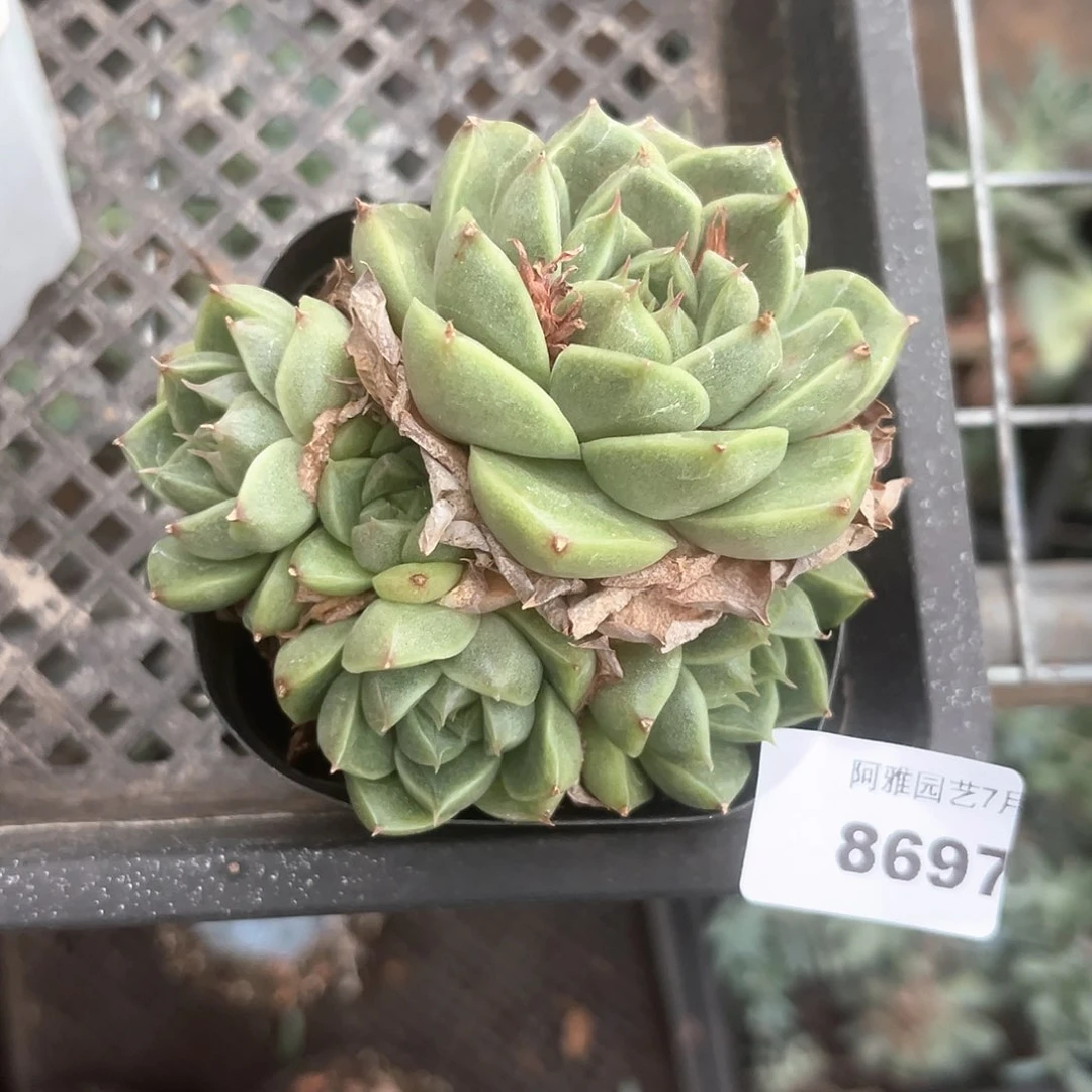 阿雅园艺。        8697