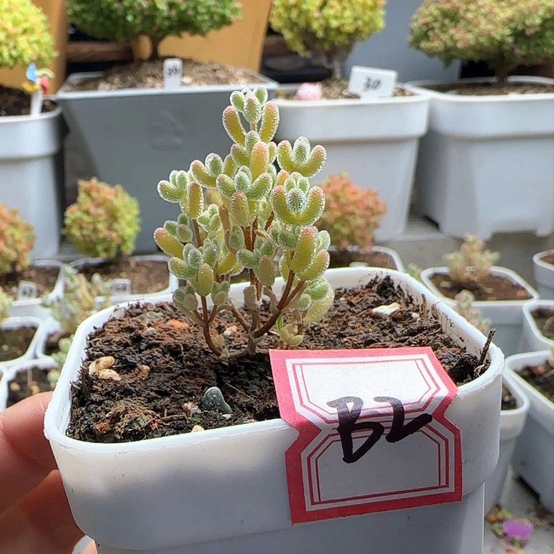 ୧****୨实生粉冰晶枝干番杏专拍