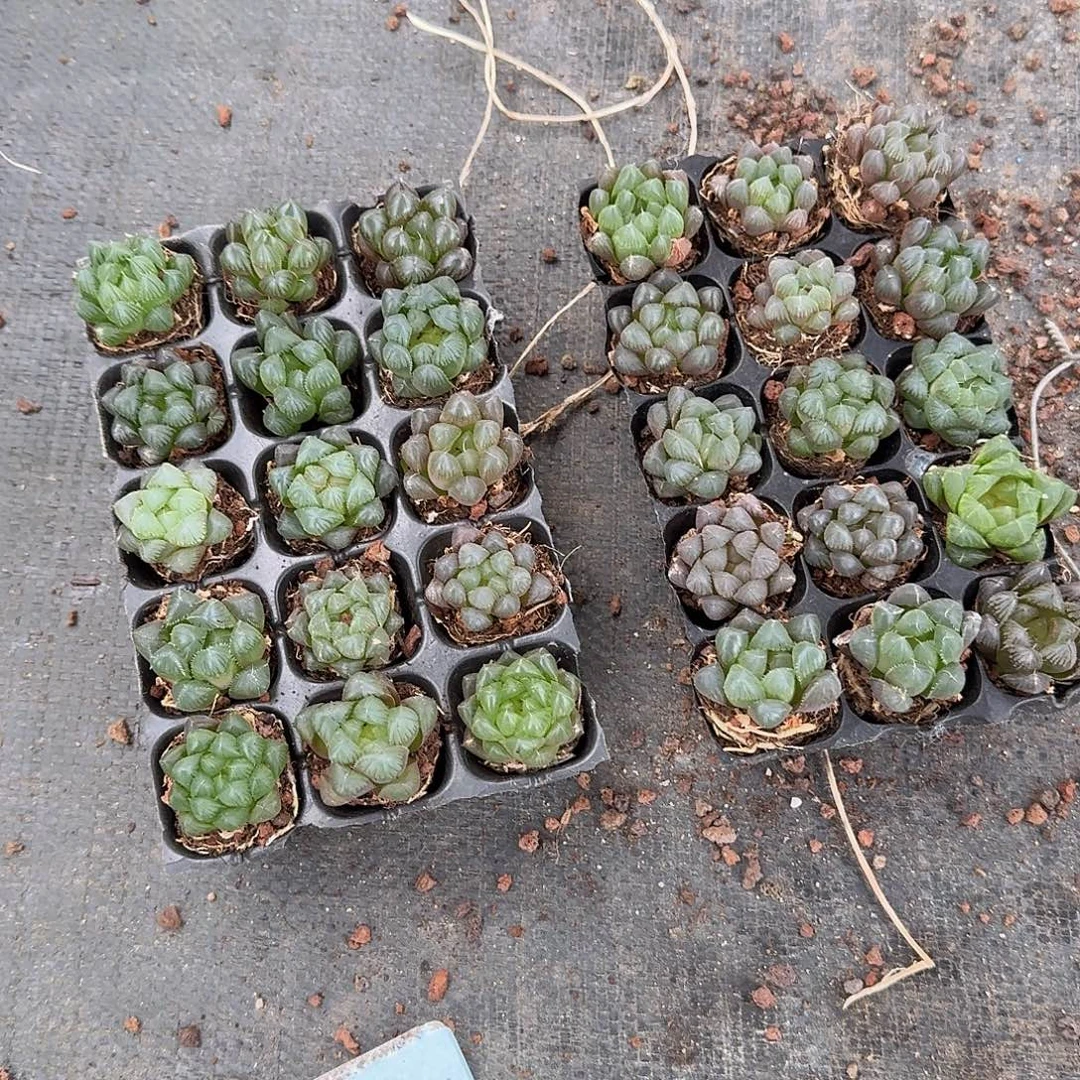 105孔玉露15颗量拍