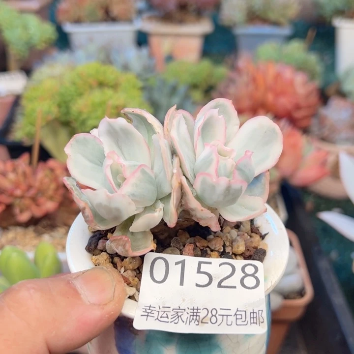 幸运的是我的朋友们都