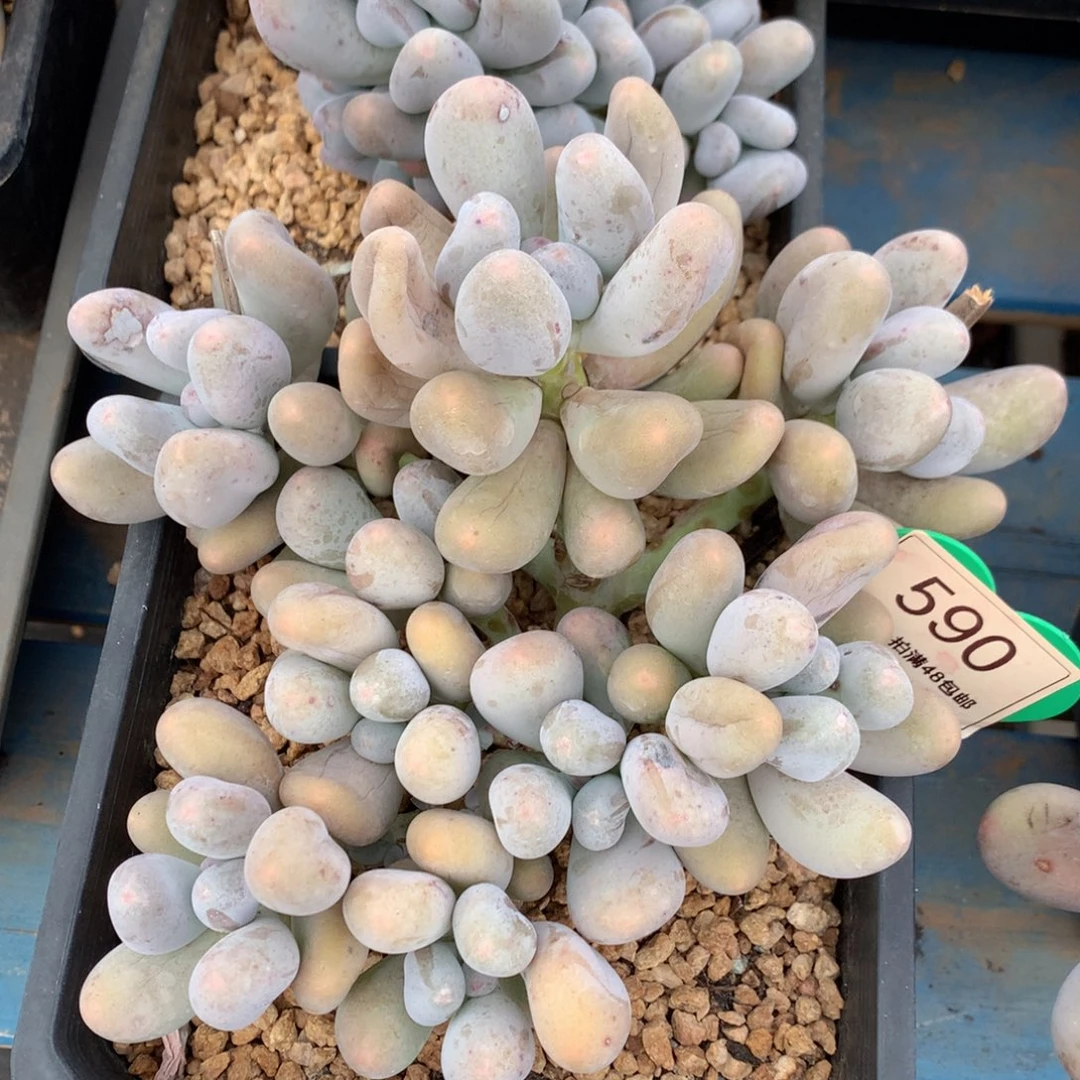 米可奶无砍老桩9头590