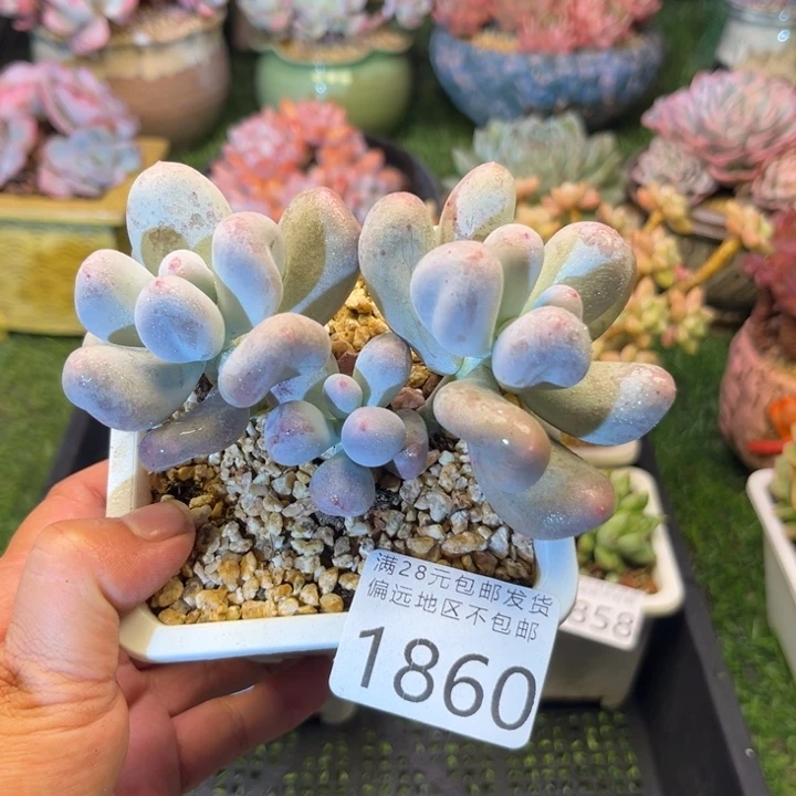 大1860（hxbxbxvcvbb