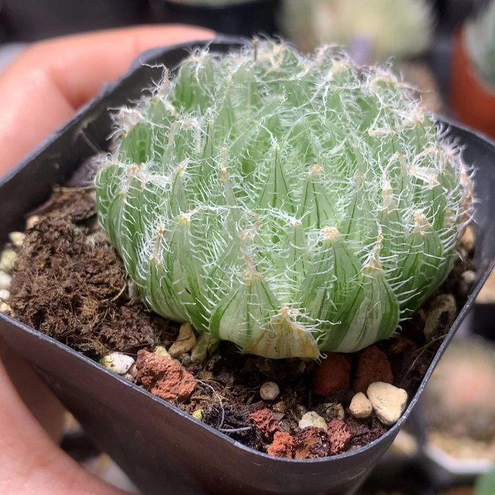 钢丝球带盆土发货zjinl