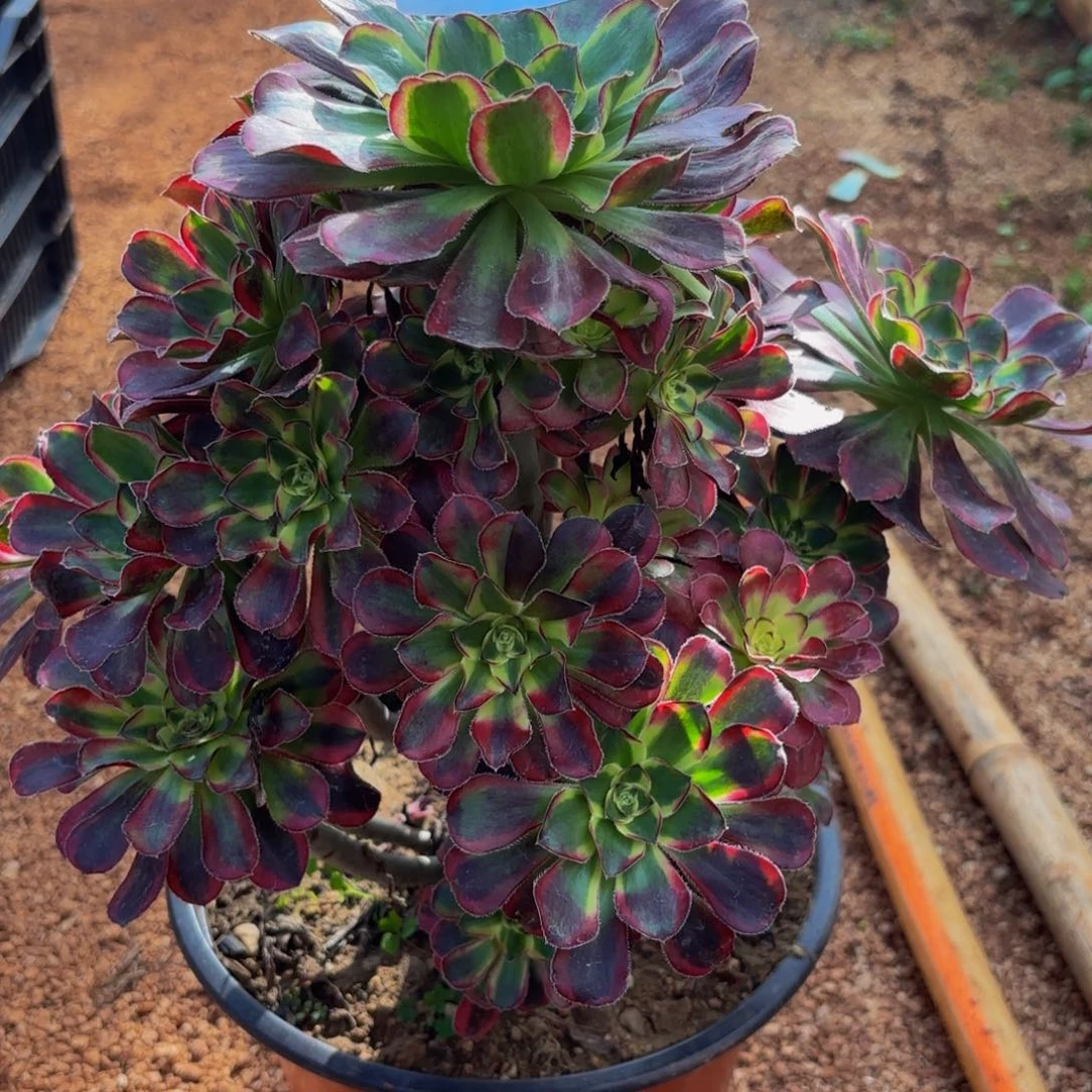 2047多肉植物冰激凌
