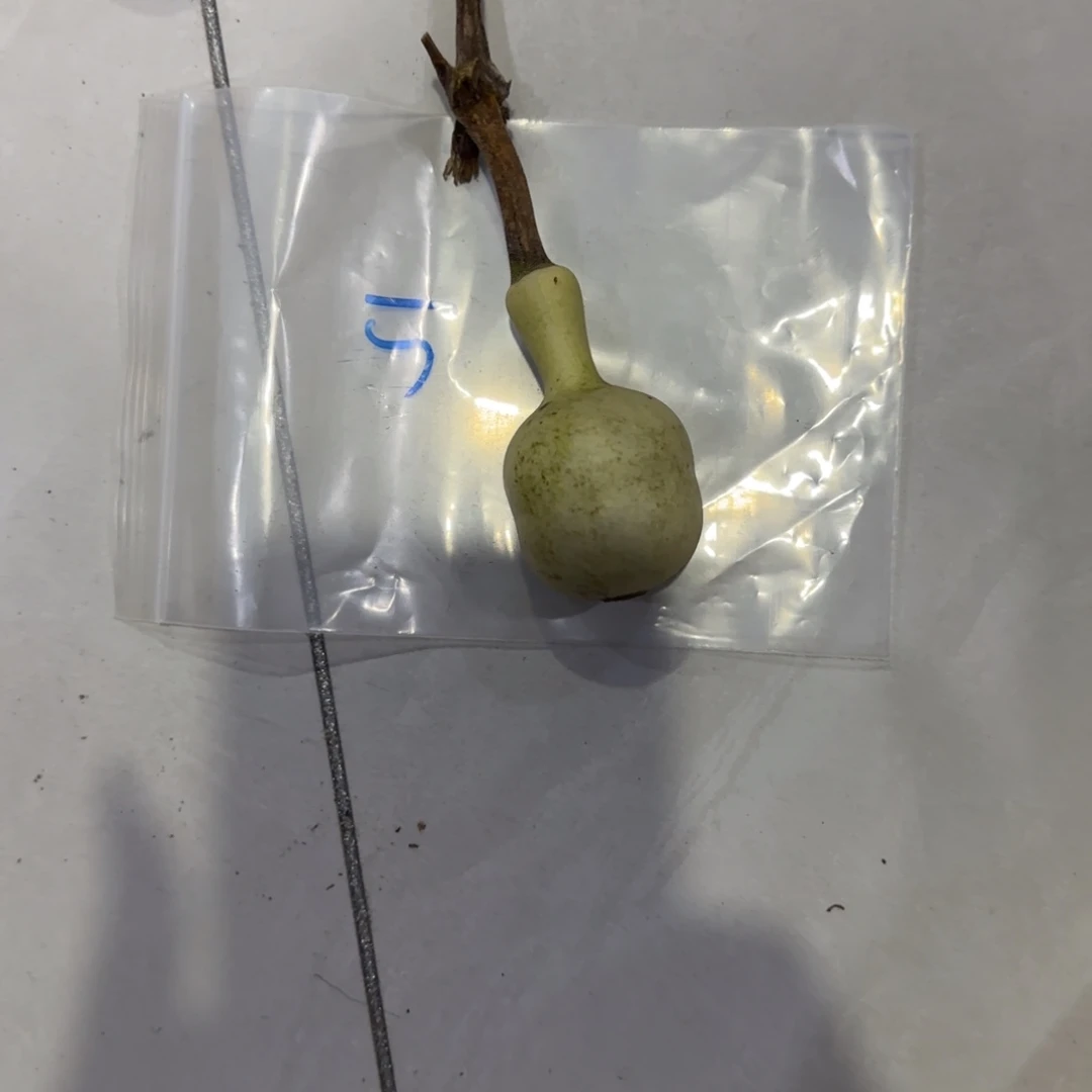 A****青皮不包皮青皮不包皮