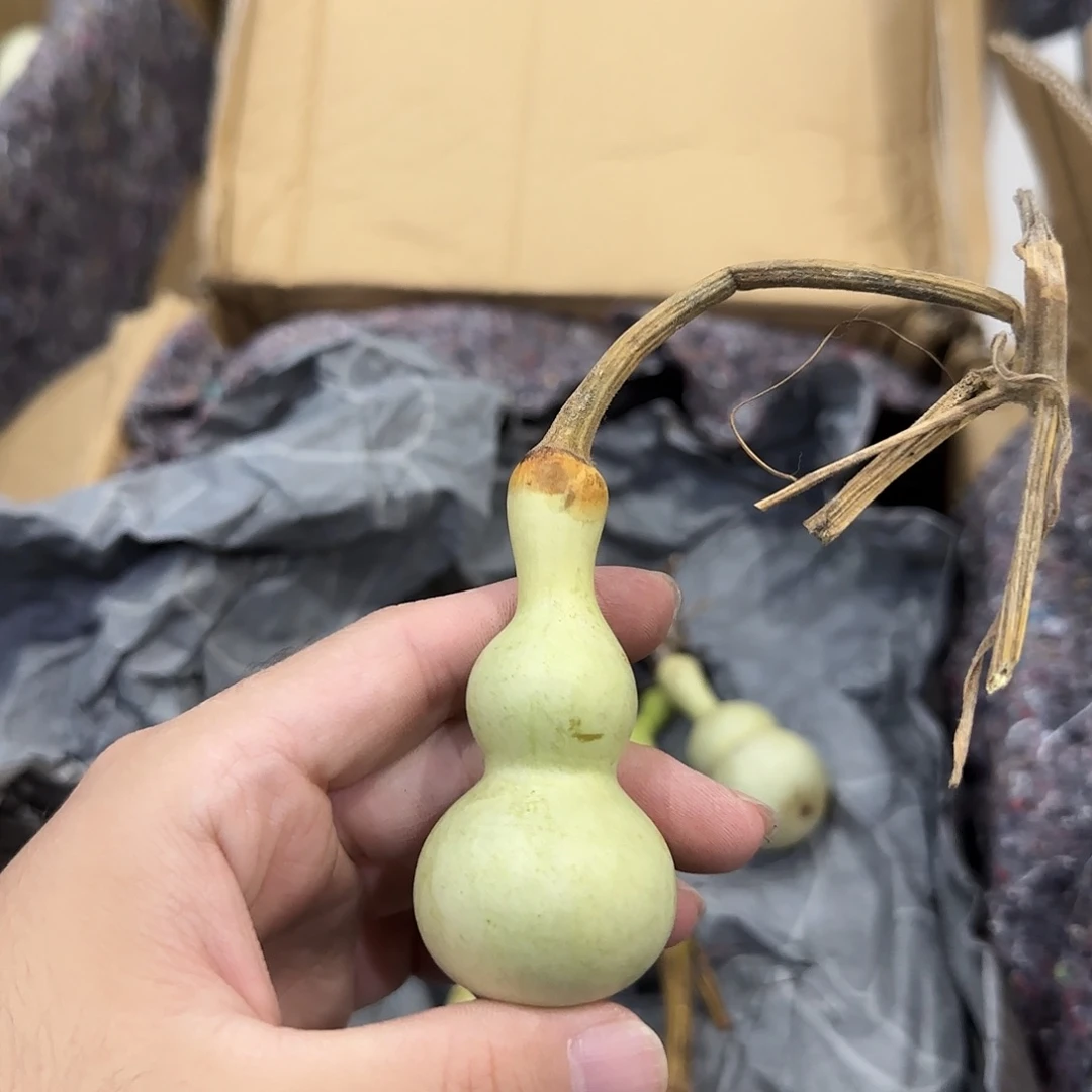 救***诺葫芦dndndndndndndnd