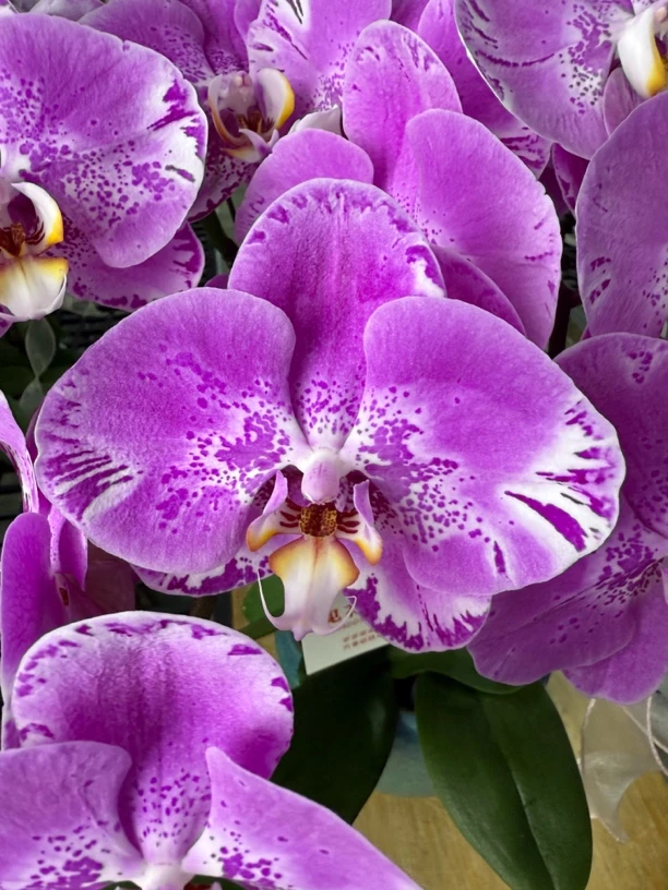 （藏宝图）高级大花蝴蝶兰室内花卉