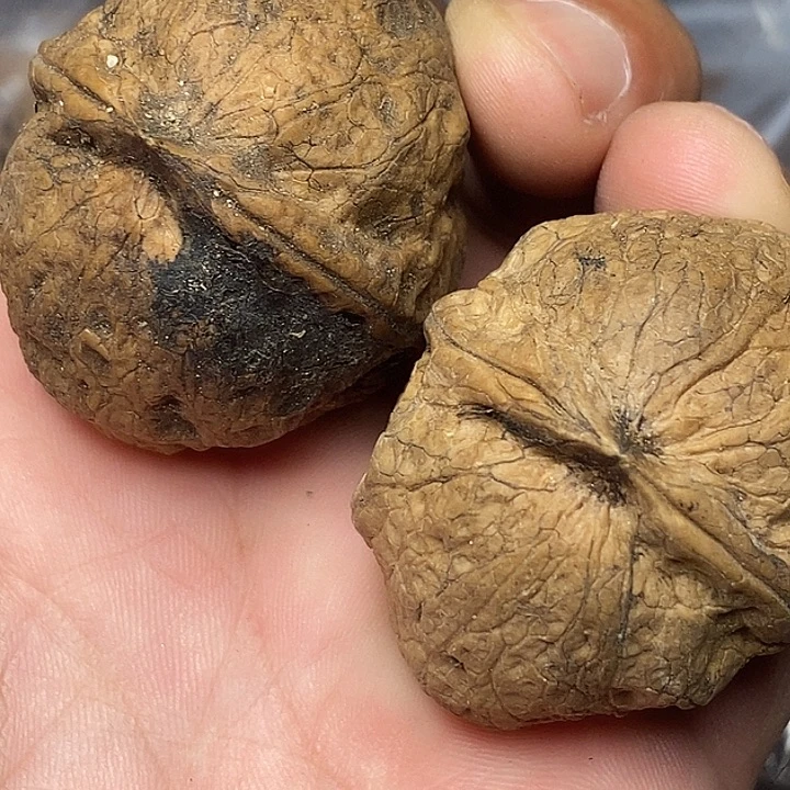 文玩核桃把件云南铁核桃25