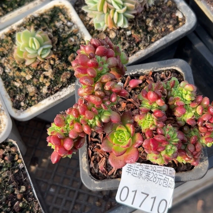 幸运儿是一个人吗幸运