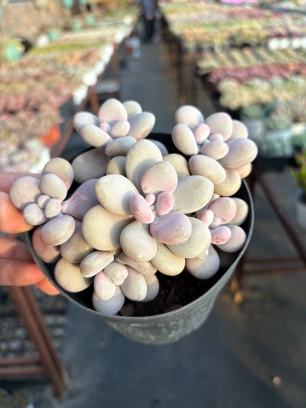 桃蛋多肉整群12㎝盆 只发新疆一单包邮