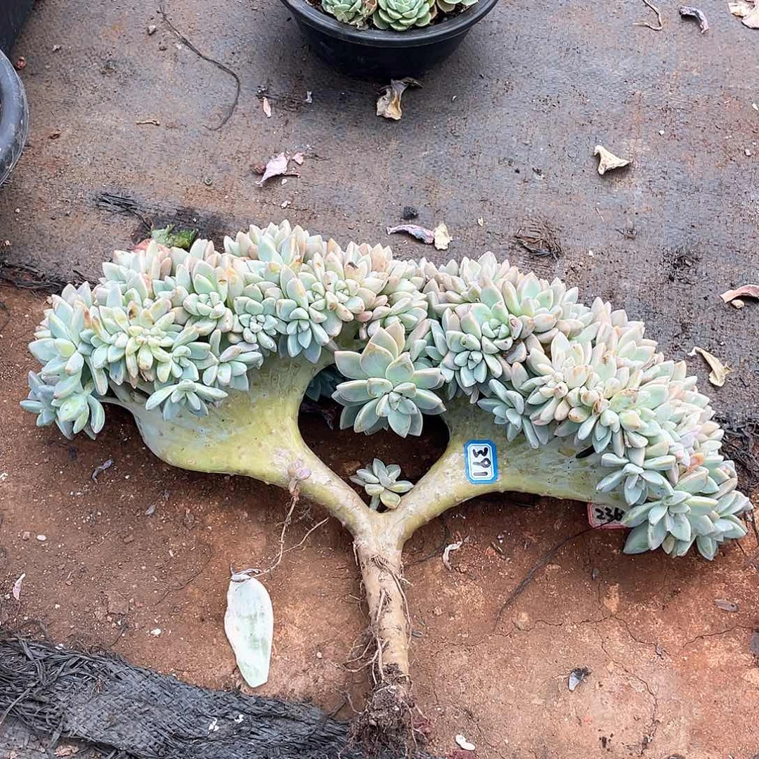 391淡雪缀一物一拍多肉