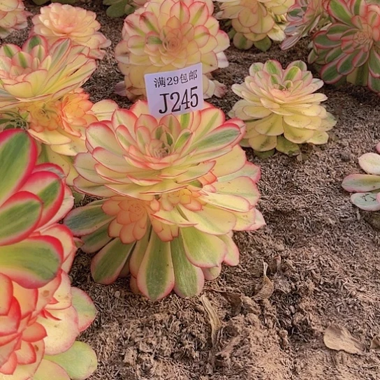 245荔枝多肉植物