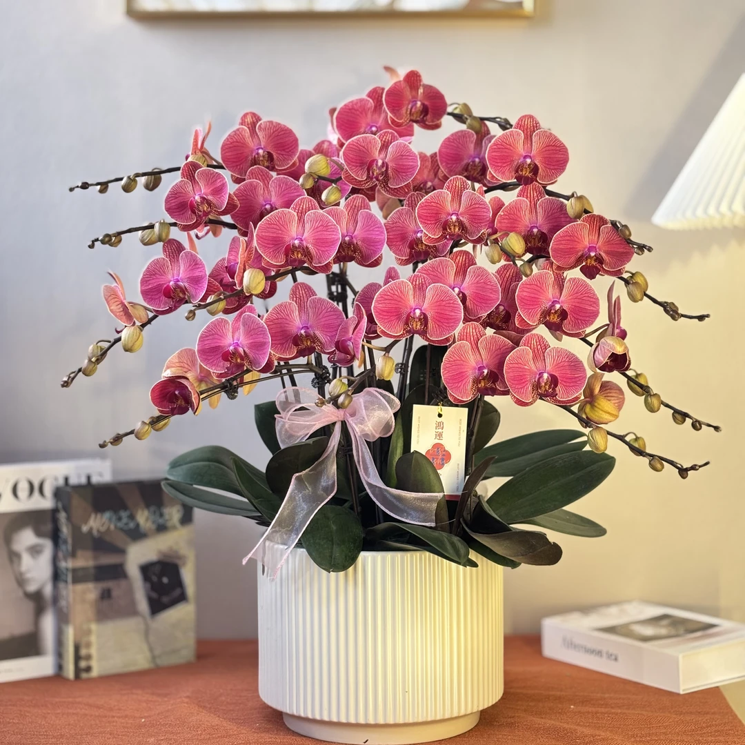 蝴蝶兰《聚宝橘子》年宵爆款 好养耐养苗情优质叶片碧绿 基地直发