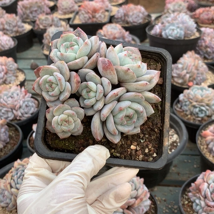 无花朵哈哈哈哈哈哈哈哈哈32