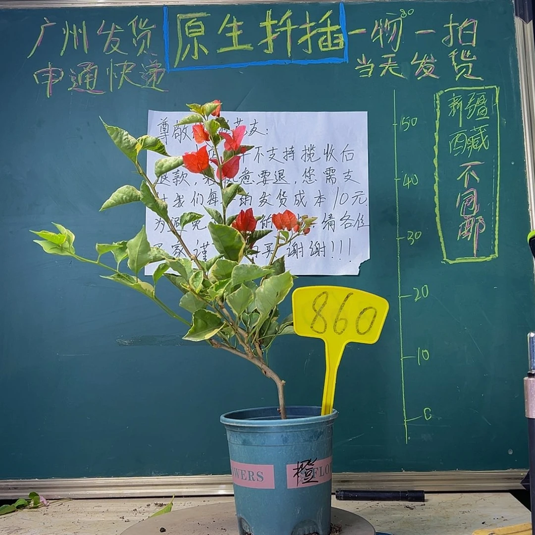 当前无花栽培后可以开花蜡染橙860