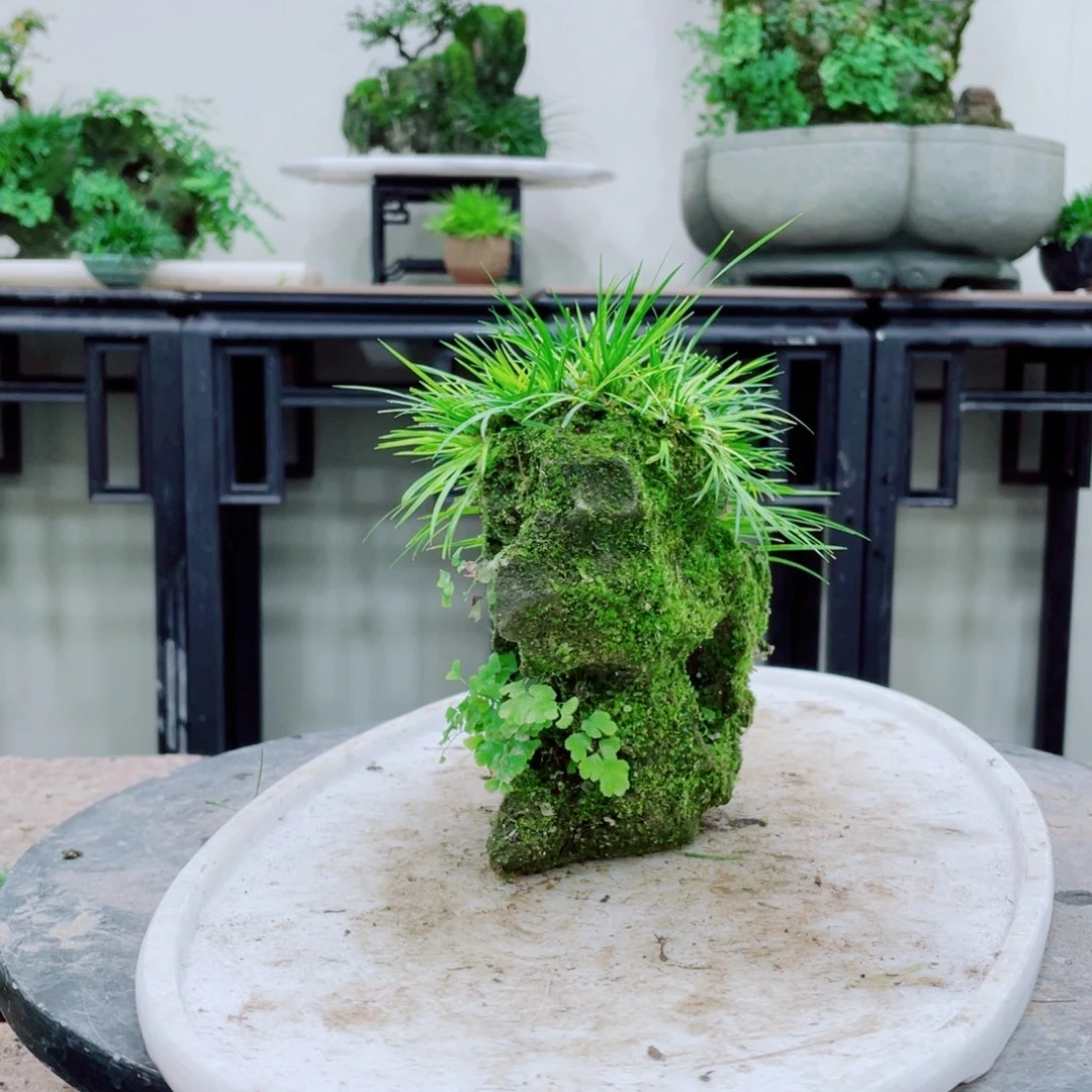 无铅玻璃满***爱铁线蕨的一种植物是