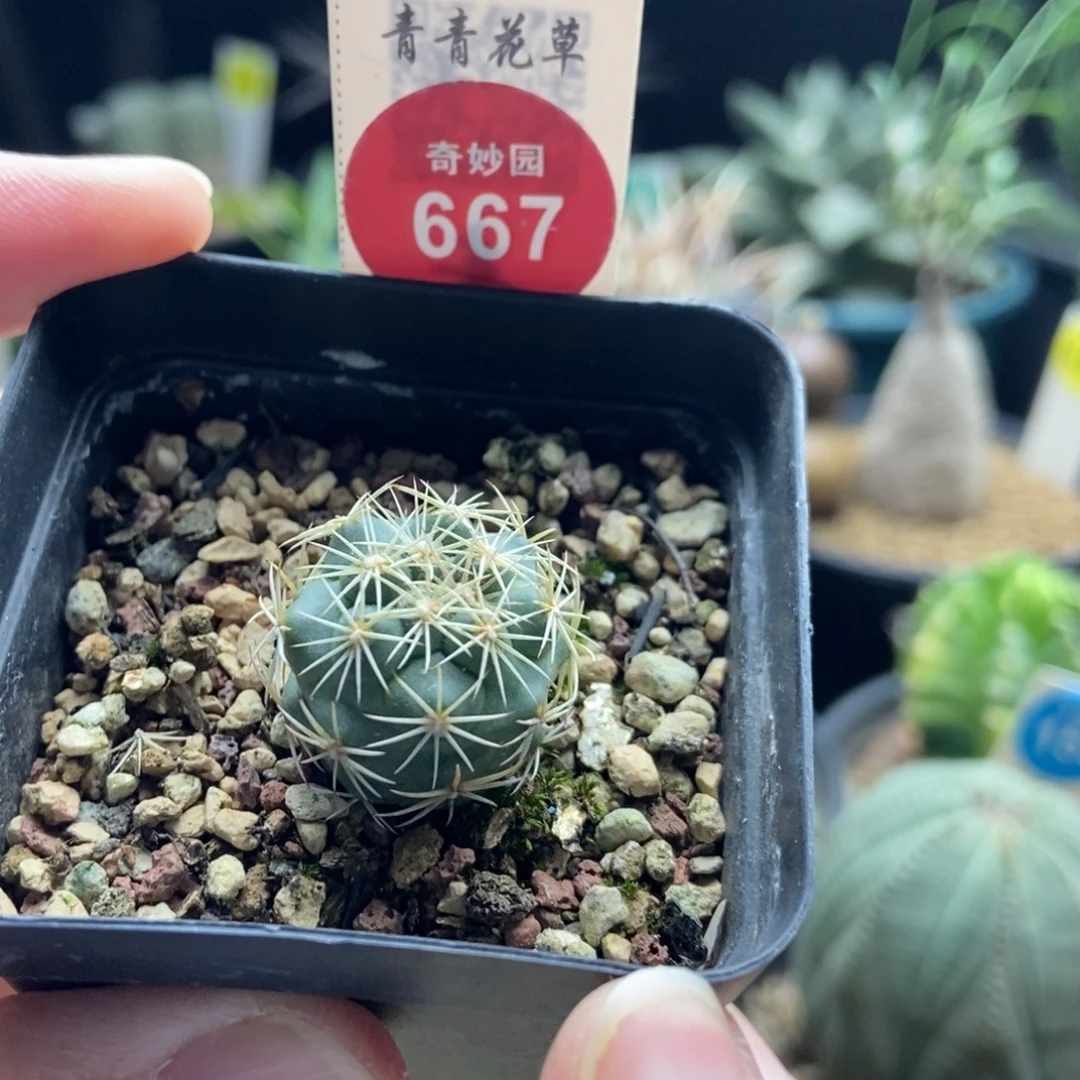 实生顶花凤舞2cm一棵仙人球