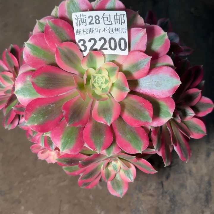 32200女巫不包断枝