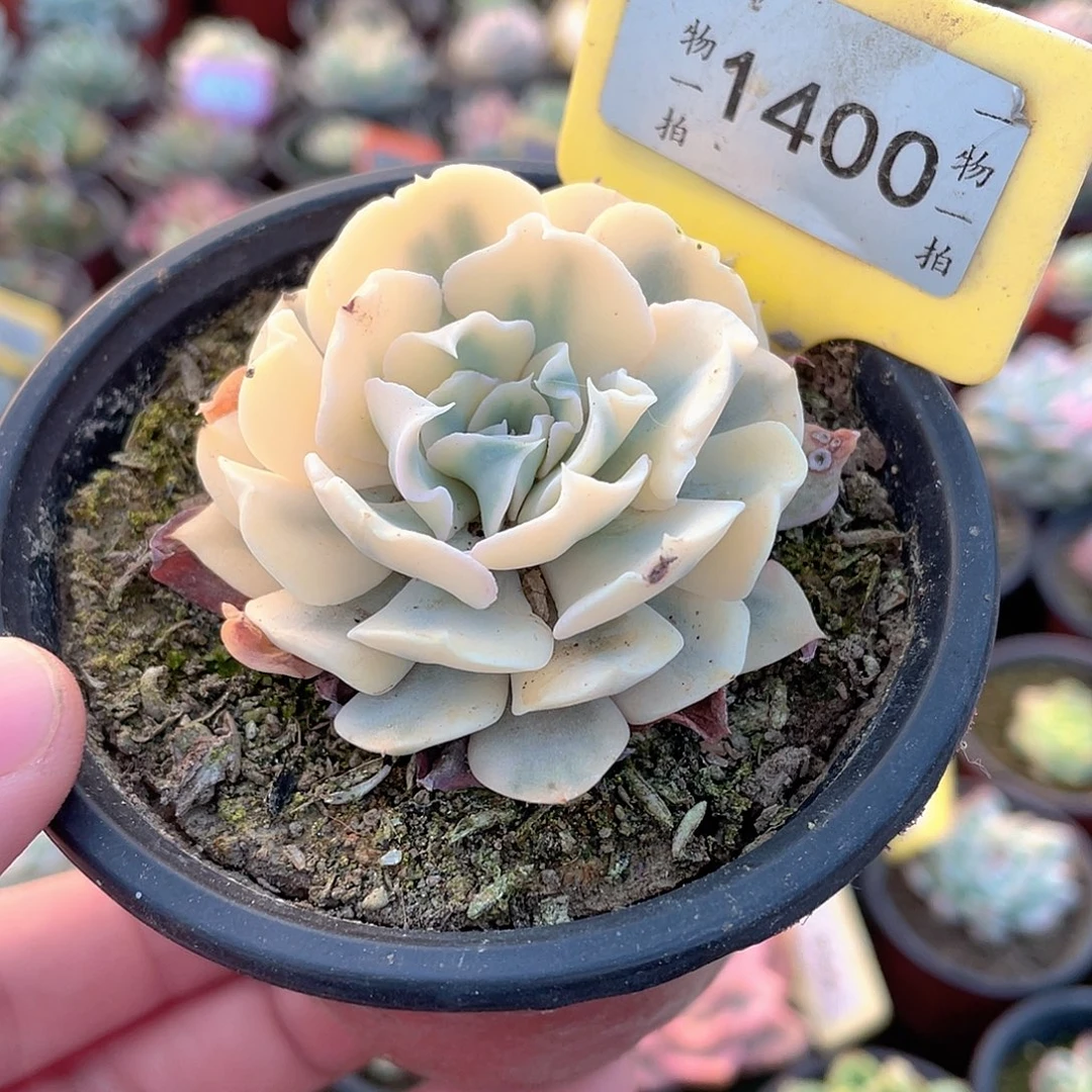 利比里亚锦1400号