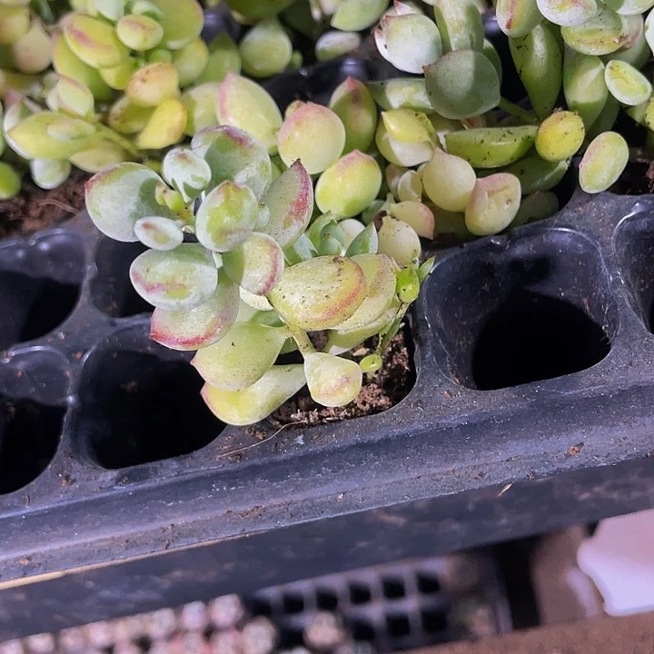 小打磨1元带土发