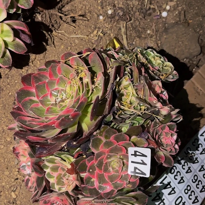 唐三彩多肉植物量拍25左右冠幅