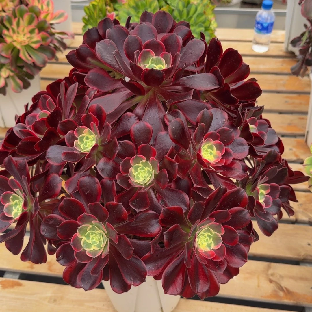 凤***飞凤冠 精品法师 锦