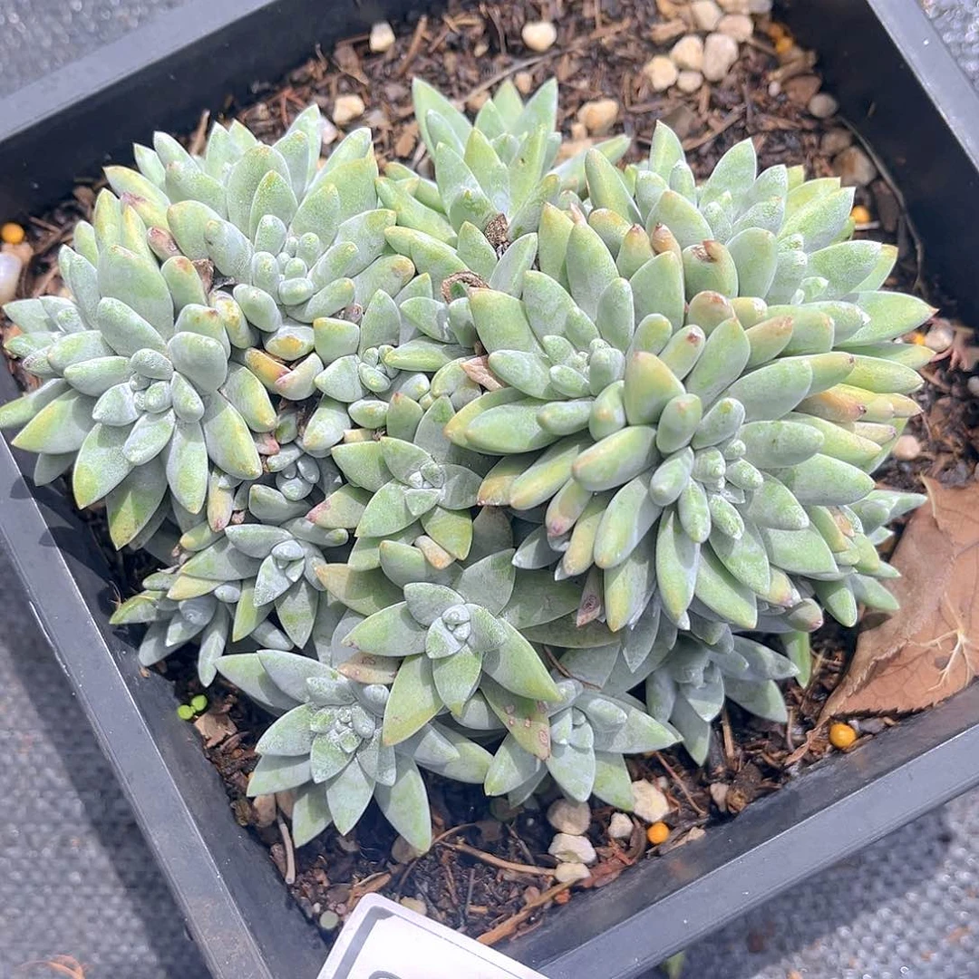 白姆老桩多头群1913