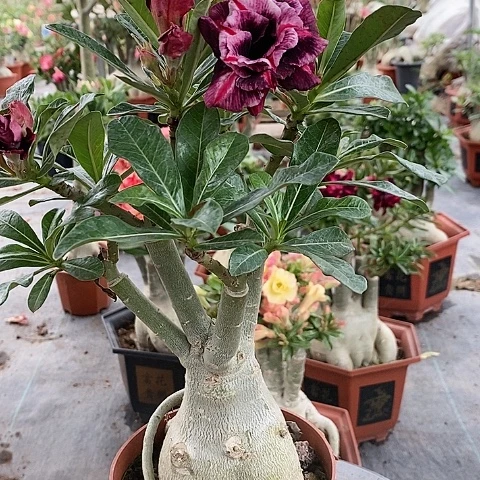 【闪购商品】无花朵阳**孩绿植